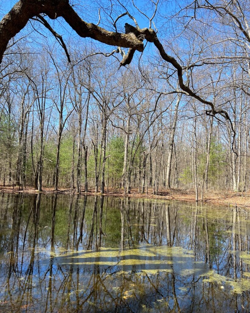 Back to the Vernal Pond Egg Mass Identification Heather Holleman