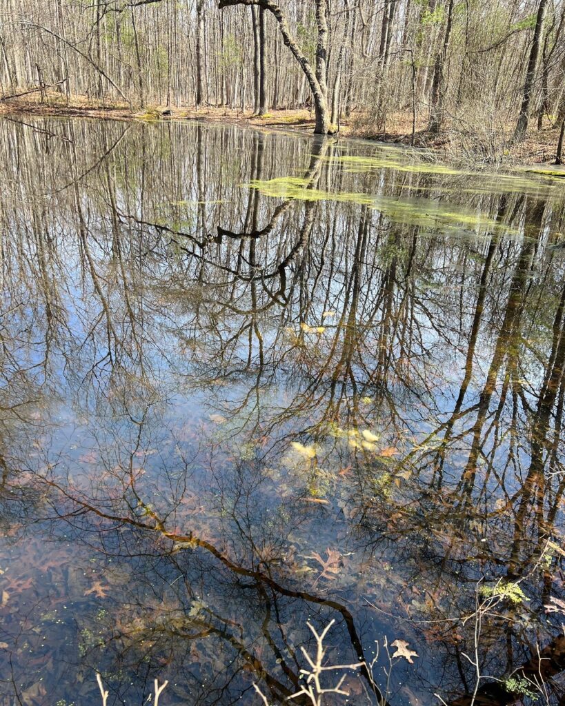 Back to the Vernal Pond Egg Mass Identification Heather Holleman